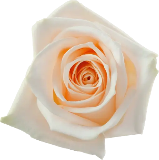 M26 50cm Roses White Soul
