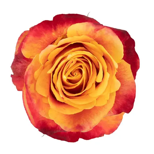 M26 40cm Roses Variegated Orange Silantoi