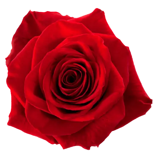 AL26 40cm Roses Red Freedom