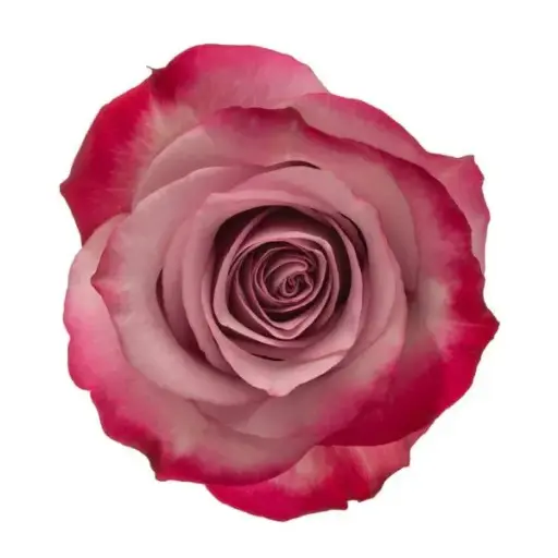 PO 50cm Roses Deep Purple