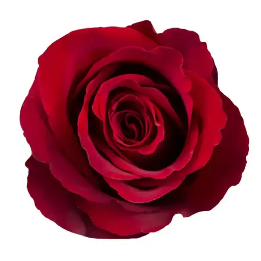 PO 50cm Roses Explorer (Dark Red)