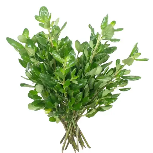 Discounted Brillantina