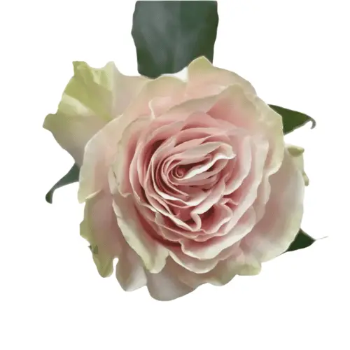 M25 50cm Roses Pink Mondial 