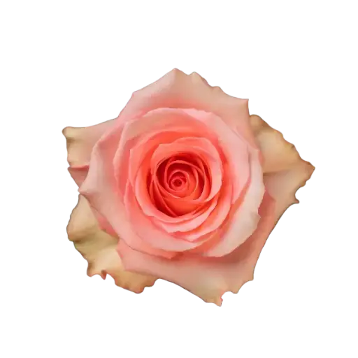 M26 50cm Roses Pink Flirty
