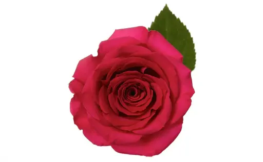 PO 50cm Roses Hot Pink Queenberry 