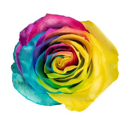 PO 50cm Roses Rainbow Tinted