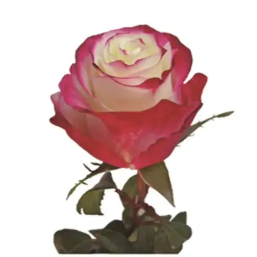 PO 50cm Roses Pink Sweetness