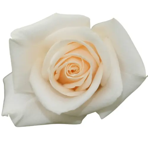 PO 50cm Roses White Vendela