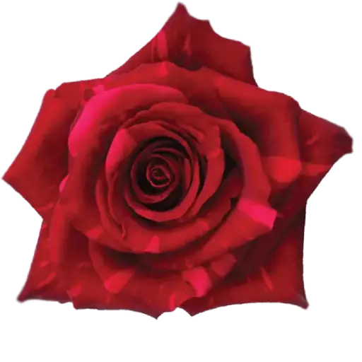 M26 40cm Roses Red Panther 