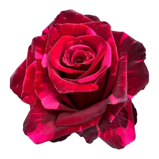 PO 50cm Roses Red Panther 