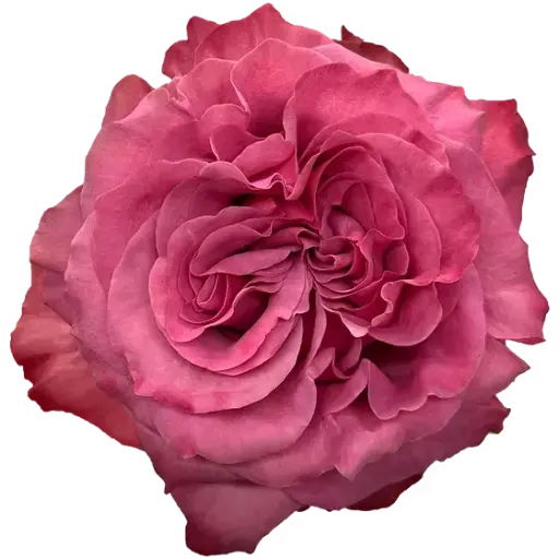 M26 40cm Garden Roses Lavender Pink Country Blues