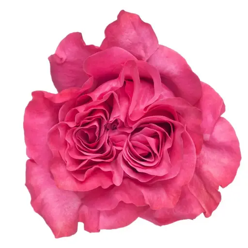 PO Ah Maze Garden Rose Country Blues