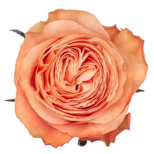 M26 40cm Garden Roses Peach Kahala