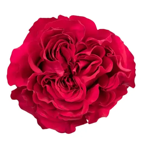 PO Ah Maze Garden Rose Mayra's Bright