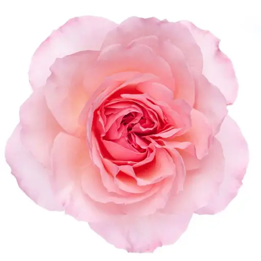 PO Ah Maze Garden Rose Mayra's Light