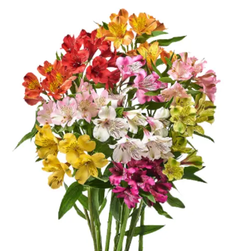 M25 Alstromerias Assorted