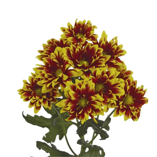AL26 Daisies Brown/Yellow Flicks