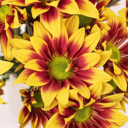 PO Daisies Brown/Yellow Flicks 