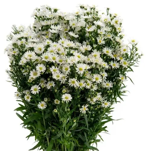 AL26 Asters White