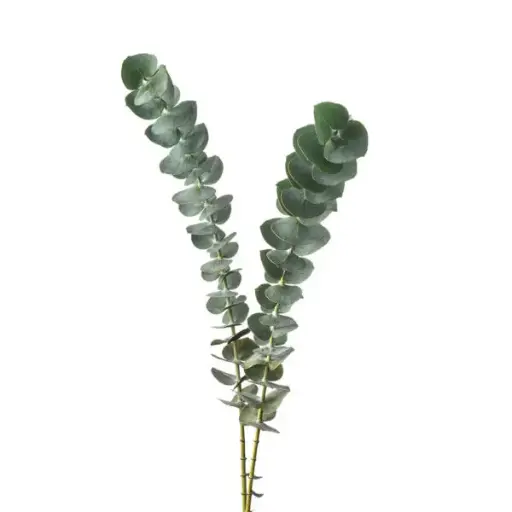 PO Eucalyptus Baby Blue