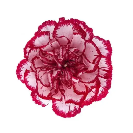 M25 LG Carnations Burgundy/White Olympia