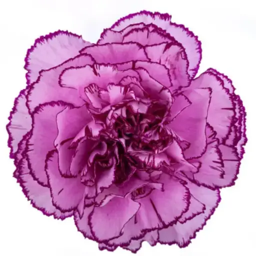 M25 LG Carnations Lilac/Purple Damascus
