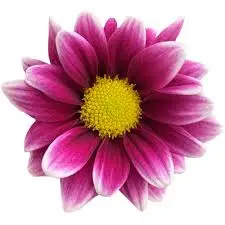 PO Daisies Purple/White Handsome