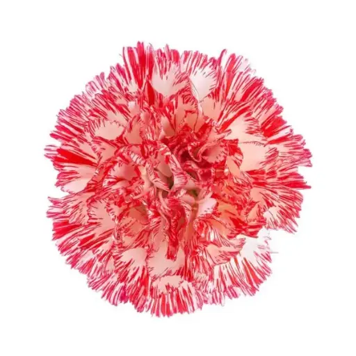 M25 LG Carnations Red/White Montoya 