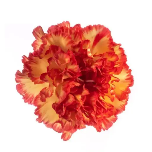 M25 LG Carnations Yellow/Orange Zenit 