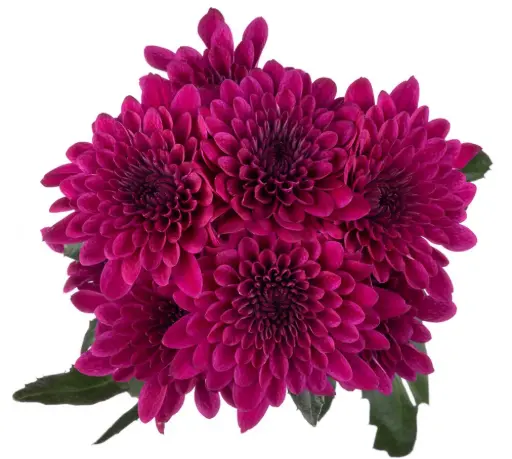 AL26 Chrysanthemums Purple Impulse
