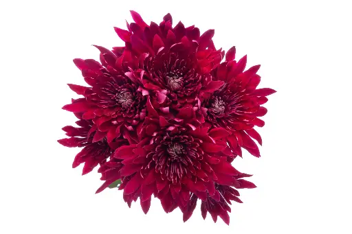 PO Chrysanthemums Purple Brazuca/Zumba  