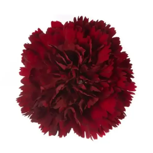 M25 LG Carnations Burgundy Caronte