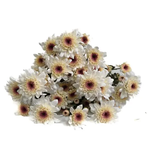 AL26 Chrysanthemums White/Pale Pink Candor Light