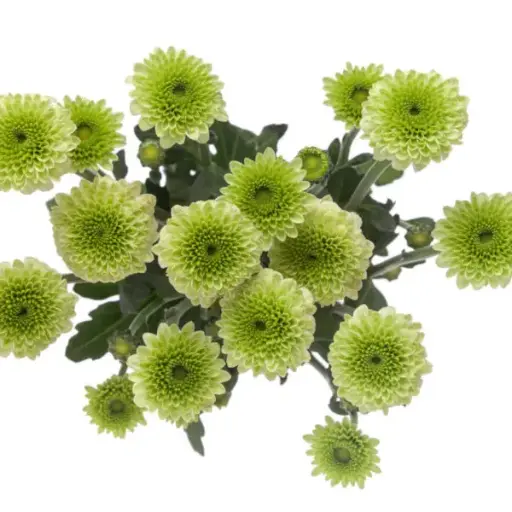 PO Micropoms Candy Crush Green 