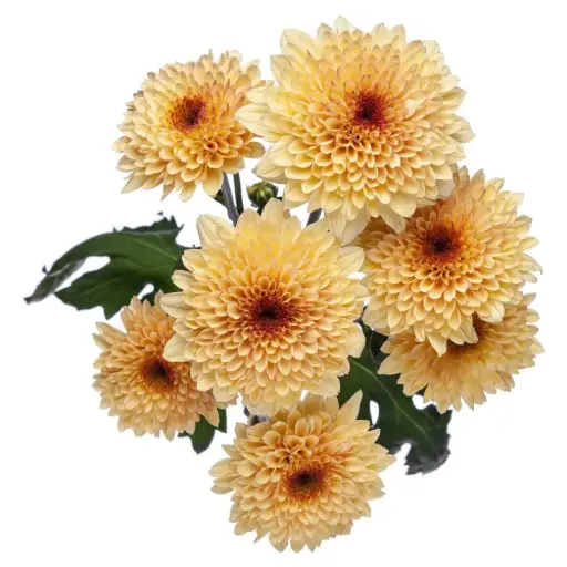 M26 Chrysanthemums Creme Brulee
