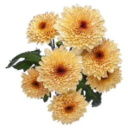 PO Chrysanthemums Creme Brulee