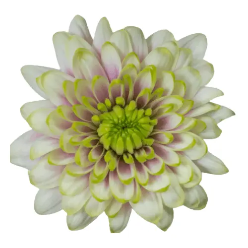 V26 Chrysanthemums Creme Brulee