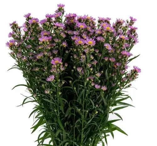 M26 Asters Pink Rosetta 