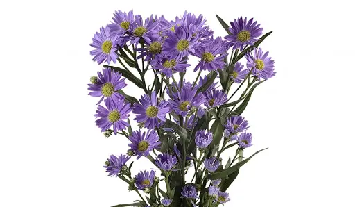 PO Asters Light Purple Monarch 