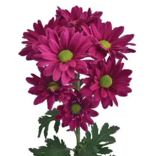 PO Daisies Dark Purple Can Can