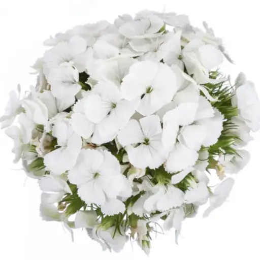 PO Dianthus Ball Assorted (5 St)