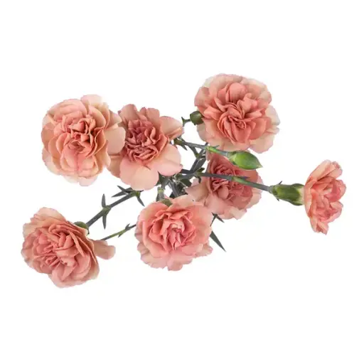 V26 Mini Carnations Dusty Pink Atacama