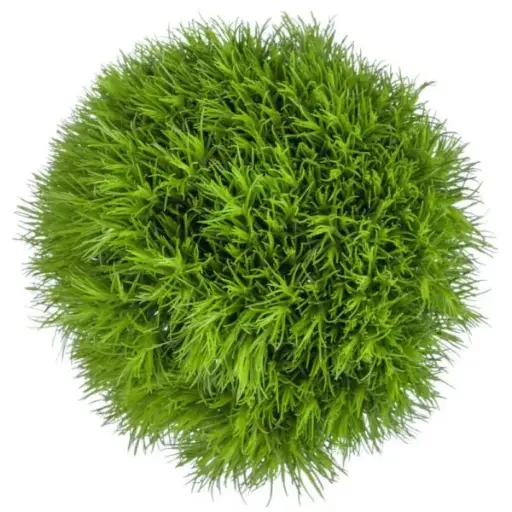 PO Green Ball