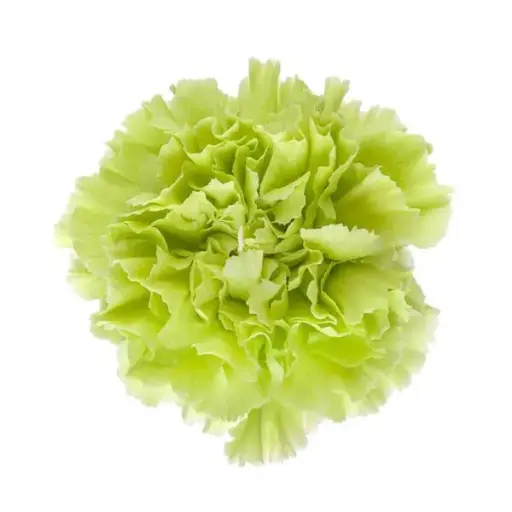 M25 LG Carnations Green Voragine 