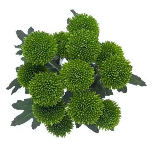 M25 Buttons Green Botani