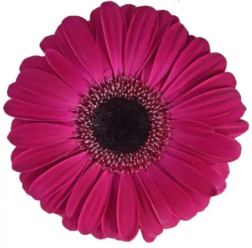 PO Gerbera Hot Pink Malibu 