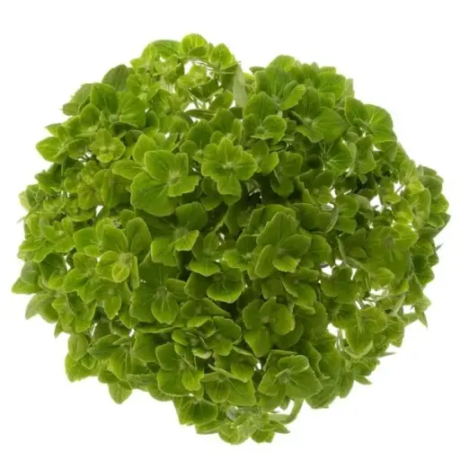 PO Hydrangeas Green