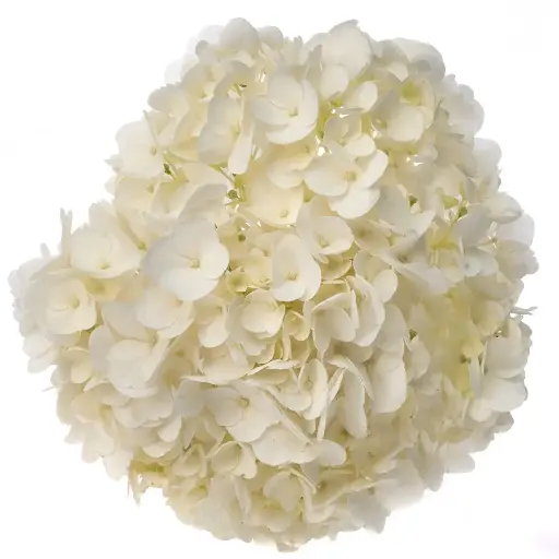 (A) V26 Hydrangeas White