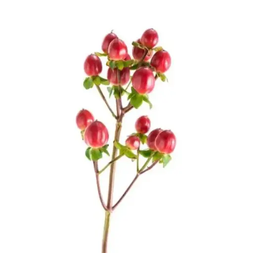 PO Hypericum Red