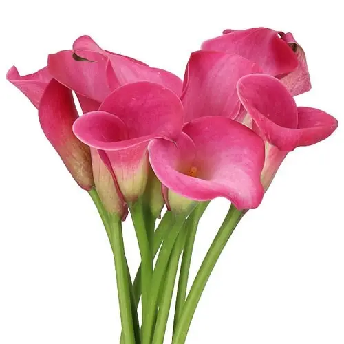PO Mini Calla Lilies Deep Pink